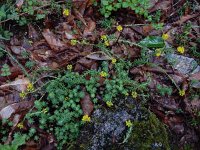 Sedum forsterianum 5, Sierlijk vetkruid, Saxifraga-Ed Stikvoort