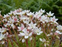 Sedum hirsutum 11, Saxifraga-Ed Stikvoort