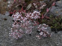 Sedum hirsutum 5, Saxifraga-Willem van Kruijsbergen