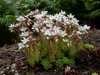 Sedum hirsutum 7, Saxifraga-Ed Stikvoort