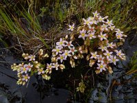 Sedum maireanum