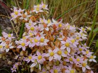 Sedum maireanum 2, Saxifraga-Ed Stikvoort