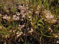 Sedum maireanum 3, Saxifraga-Ed Stikvoort