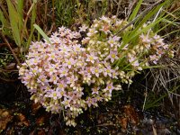 Sedum maireanum 4, Saxifraga-Ed Stikvoort