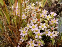 Sedum maireanum 5, Saxifraga-Ed Stikvoort