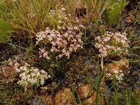 Sedum maireanum 6, Saxifraga-Ed Stikvoort