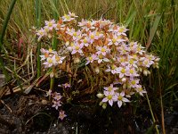 Sedum maireanum 7, Saxifraga-Ed Stikvoort