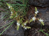 Sedum pallidum 10, Saxifraga-Ed Stikvoort