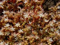 Sedum pallidum 4, Saxifraga-Ed Stikvoort