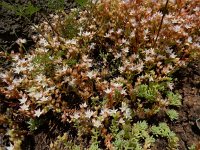 Sedum pallidum 5, Saxifraga-Ed Stikvoort