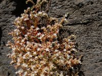 Sedum pallidum 6, Saxifraga-Ed Stikvoort