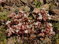 Sedum pallidum 7, Saxifraga-Ed Stikvoort