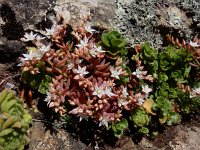 Sedum pallidum 9, Saxifraga-Ed Stikvoort