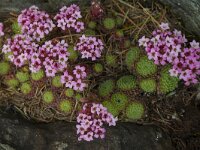 Sedum pilose
