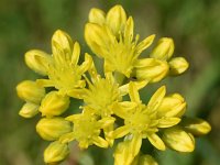 Sedum rupestre 15, Tripmadam, Saxifraga-Sonja Bouwman  Tripmadam - Sedum rupestre - Crassulaceae familie; Dubrovnik (Kr)