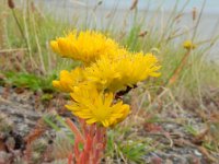 Sedum rupestre 18, Tripmadam, Saxifraga-Ed Stikvoort