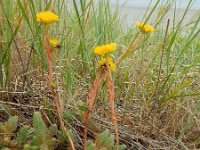 Sedum rupestre 20, Tripmadam, Saxifraga-Ed Stikvoort