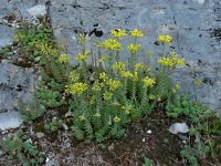 Sedum rupestre 21, Tripmadam, Saxifraga-Ed Stikvoort : viroin2011