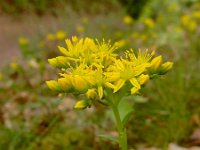 Sedum rupestre 25, Tripmadam, Saxifraga-Ed Stikvoort