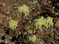 Sedum sediforme 10, Saxifraga-Ed Stikvoort : Espinama en Potes s9900