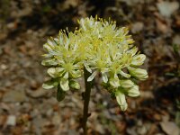 Sedum sediforme 6, Saxifraga-Ed Stikvoort : Espinama en Potes s9900