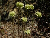 Sedum sediforme 7, Saxifraga-Ed Stikvoort : Espinama en Potes s9900