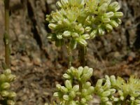 Sedum sediforme 8, Saxifraga-Ed Stikvoort : Espinama en Potes s9900