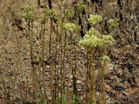 Sedum sediforme 9, Saxifraga-Ed Stikvoort : Espinama en Potes s9900
