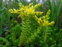 Sedum sexangulare 15, Zacht vetkruid, Saxifraga-Ed Stikvoort