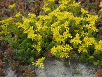 Sedum sexangulare 16, Zacht vetkruid, Saxifraga-Ed Stikvoort