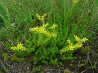 Sedum sexangulare 18, Zacht vetkruid, Saxifraga-Ed Stikvoort