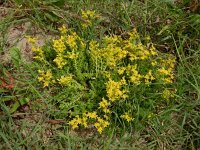 Sedum sexangulare 19, Zacht vetkruid, Saxifraga-Ed Stikvoort