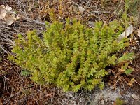 Sedum sexangulare 22, Zacht vetkruid, Saxifraga-Ed Stikvoort