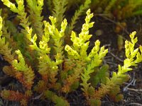 Sedum sexangulare 24, Zacht vetkruid, Saxifraga-Hans Grotenhuis