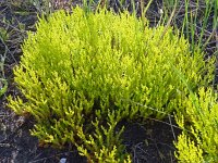 Sedum sexangulare 25, Zacht vetkruid, Saxifraga-Hans Grotenhuis