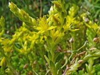 Sedum sexangulare 27, Zacht vetkruid, Saxifraga-Hans Grotenhuis