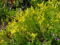 Sedum sexangulare 28, Zacht vetkruid, Saxifraga-Hans Grotenhuis