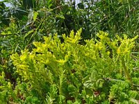 Sedum sexangulare 29, Zacht vetkruid, Saxifraga-Hans Grotenhuis
