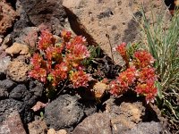 Sedum tenellum