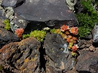 Sedum tenellum 2, Saxifraga-Ed Stikvoort