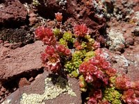 Sedum tenellum 3, Saxifraga-Ed Stikvoort