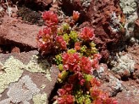 Sedum tenellum 4, Saxifraga-Ed Stikvoort