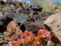 Sedum tenellum 5, Saxifraga-Ed Stikvoort