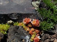 Sedum tenellum 6, Saxifraga-Ed Stikvoort