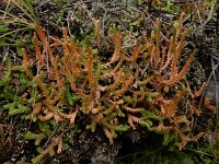 Selaginella denticulata 17, Saxifraga-Ed Stikvoort : São Bartolomeu des Messines