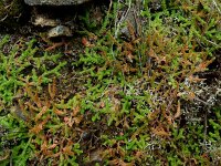 Selaginella denticulata 18, Saxifraga-Ed Stikvoort : São Bartolomeu des Messines s9900