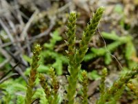 Selaginella denticulata 19, Saxifraga-Ed Stikvoort : São Bartolomeu des Messines s9900