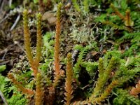 Selaginella denticulata 20, Saxifraga-Ed Stikvoort : São Bartolomeu des Messines s9900