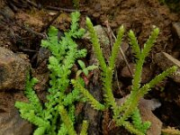 Selaginella denticulata 21, Saxifraga-Ed Stikvoort : São Bartolomeu des Messines s9900