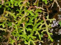 Selaginella denticulata 22, Saxifraga-Hans Grotenhuis